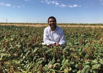texas-a&m-agrilife-research-breeder-explores-adapting-mung-beans-for-texas