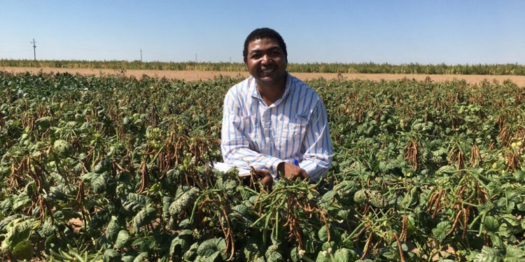 texas-a&m-agrilife-research-breeder-explores-adapting-mung-beans-for-texas