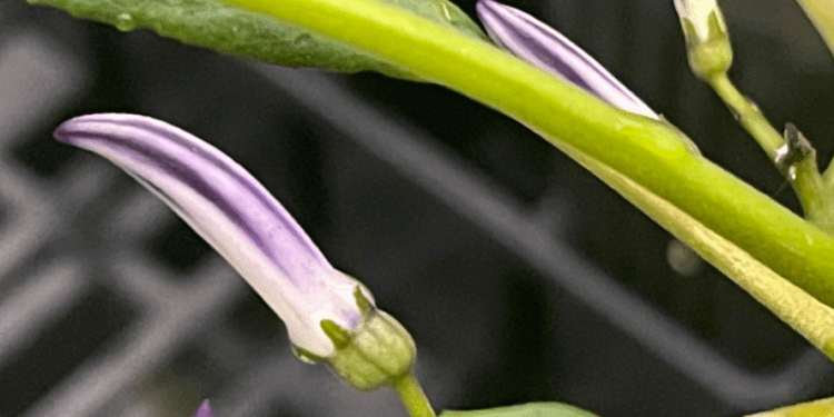 12/6/23-–-one-beautiful-plant-highlights-endangered-species-recovery-efforts