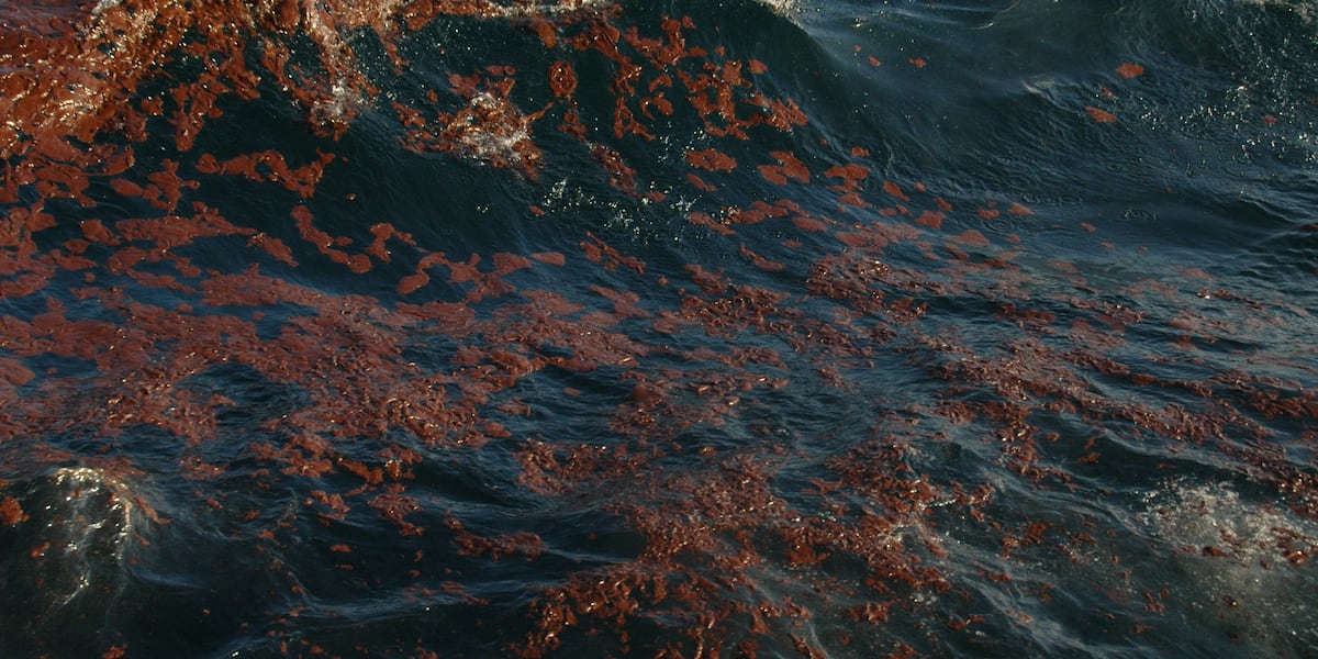 this-weekend-marks-15th-anniversary-of-environmental-disaster-in-gulf-–-fox10-news