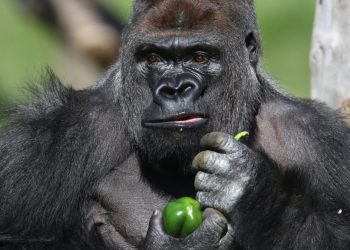 x-gets-taste-of-og-twitter-antics-with-hilarious-100-people-vs.-gorilla-conversation