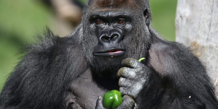 x-gets-taste-of-og-twitter-antics-with-hilarious-100-people-vs.-gorilla-conversation