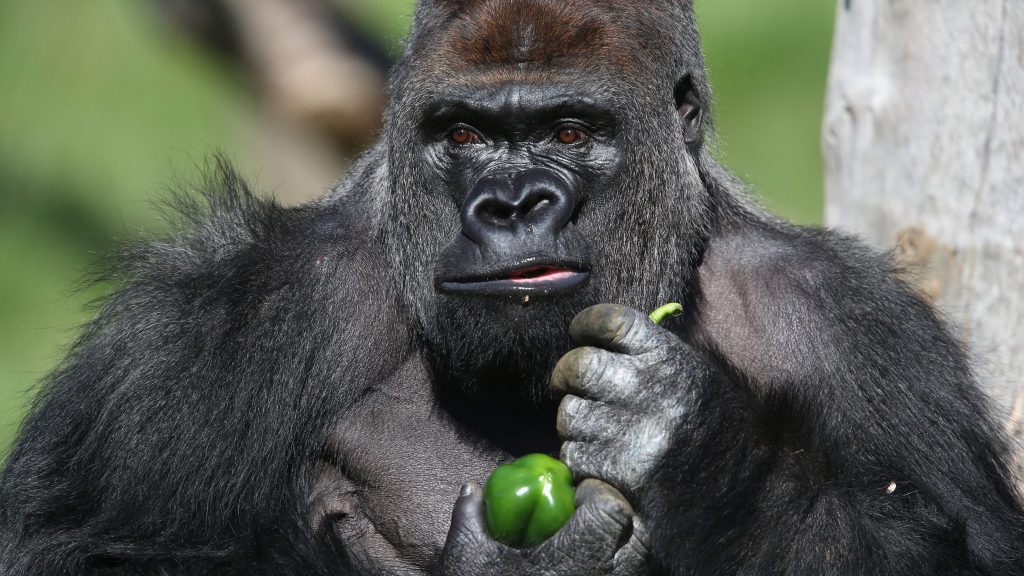 x-gets-taste-of-og-twitter-antics-with-hilarious-100-people-vs.-gorilla-conversation