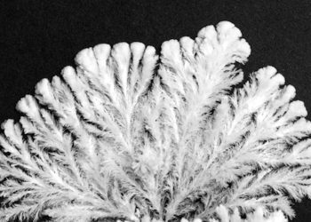 a-gorgeous-timelapse-of-potassium-phosphate-crystallizing-into-unique-fractals