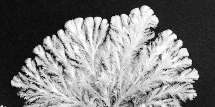 a-gorgeous-timelapse-of-potassium-phosphate-crystallizing-into-unique-fractals