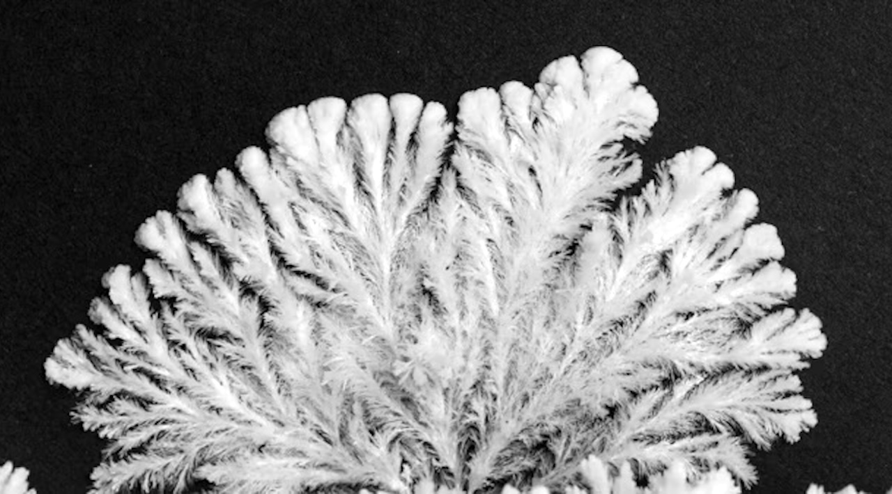 a-gorgeous-timelapse-of-potassium-phosphate-crystallizing-into-unique-fractals
