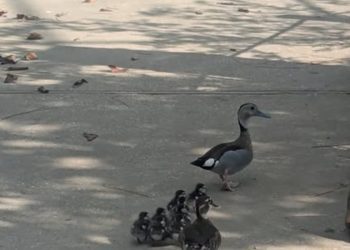 duck-hatchlings-welcomed-at-alabama-gulf-coast-zoo-–-fox10-news