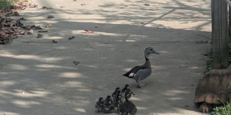 duck-hatchlings-welcomed-at-alabama-gulf-coast-zoo-–-fox10-news