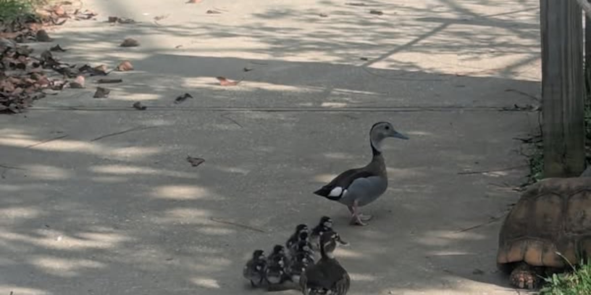 duck-hatchlings-welcomed-at-alabama-gulf-coast-zoo-–-fox10-news