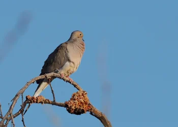 adult-male-mourning-dove.-video:-mick-thompson-–-vimeo