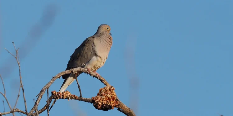 adult-male-mourning-dove.-video:-mick-thompson-–-vimeo