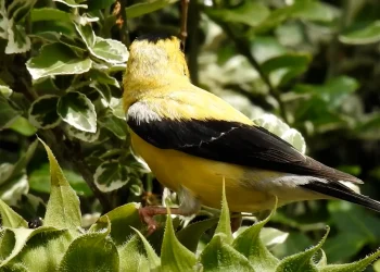 adult-male-american-goldfinch.-video:-nicholas-mancuso/audubon-photography-awards