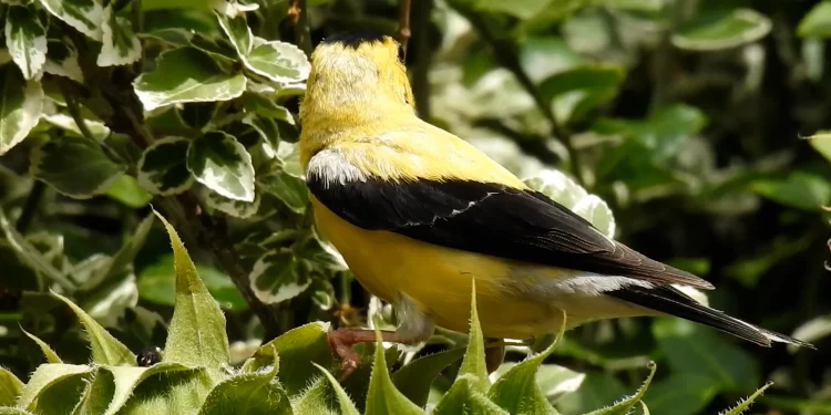 adult-male-american-goldfinch.-video:-nicholas-mancuso/audubon-photography-awards