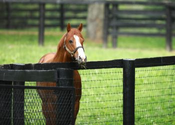 justify-filly-earns-first-stakes-success-in-soiree-–-coolmore-stud