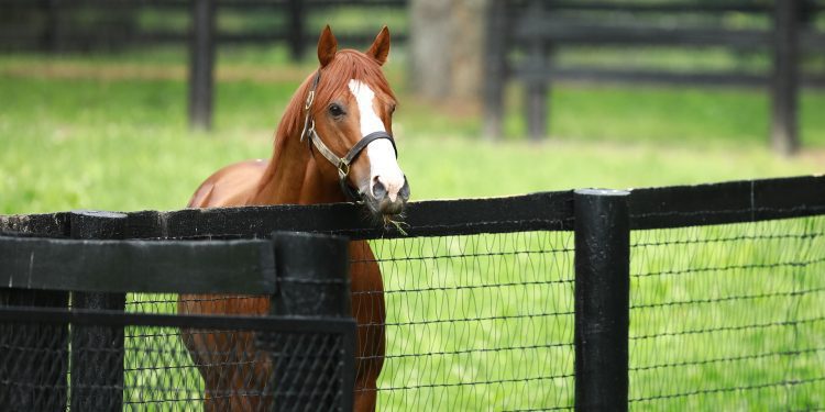 justify-filly-earns-first-stakes-success-in-soiree-–-coolmore-stud