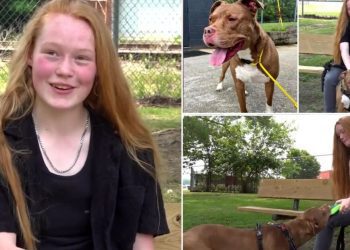 virginia-family-finds-lost-‘quarantine-puppy’-through-shelter’s-facebook-post-–-wtvr.com