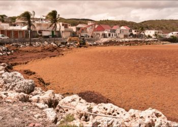 understanding-sargasses-and-their-environmental-impact-–-info-petite-nation