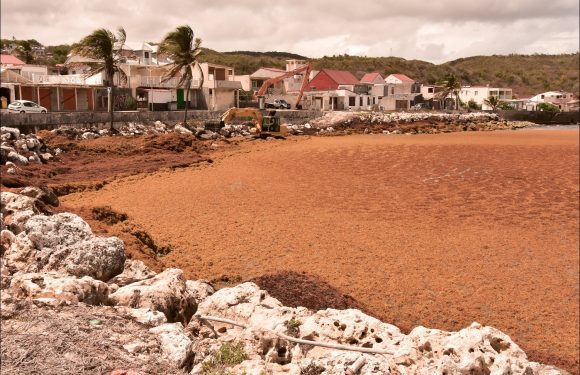 understanding-sargasses-and-their-environmental-impact-–-info-petite-nation