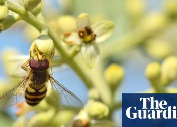 pollen-aplenty-and-sunlit-poppies-–-readers’-best-photographs-|-community-|-the-guardian
