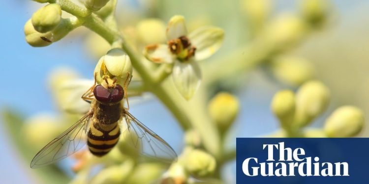 pollen-aplenty-and-sunlit-poppies-–-readers’-best-photographs-|-community-|-the-guardian
