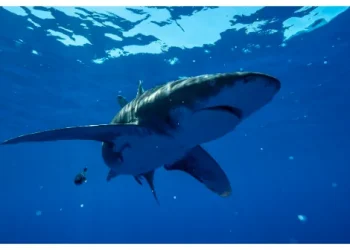 cinematographer-dan-beecham-&-marine-biologist-candace-fields-talk-nat-geo’s-‘sharkfest’
