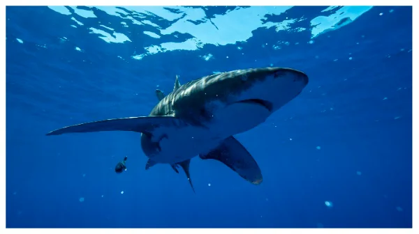 cinematographer-dan-beecham-&-marine-biologist-candace-fields-talk-nat-geo’s-‘sharkfest’