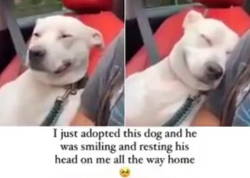 here-are-the-funniest,-most-wholesome,-and-most-interesting-things-i-saw-on-the-internet-…