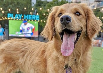 shuttered-dog-park-and-bar-in-manayunk-will-get-a-new-leash-on-life-–-the-philadelphia-inquirer