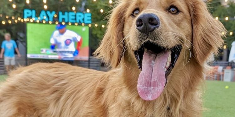 shuttered-dog-park-and-bar-in-manayunk-will-get-a-new-leash-on-life-–-the-philadelphia-inquirer