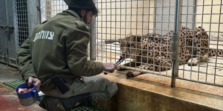 the-best-way-to-protect-zookeepers?-get-rid-of-zoos-|-jason-baker-|-the-times-of-israel