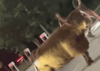 cow-on-the-loose-in-hy-vee-parking-lot-–-kgan