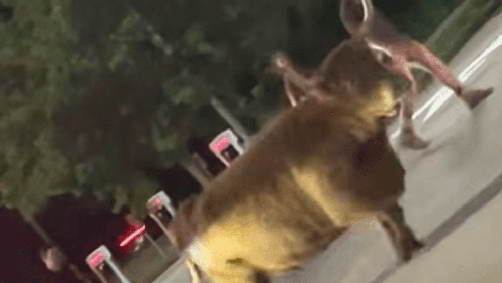 cow-on-the-loose-in-hy-vee-parking-lot-–-kgan
