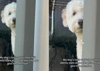 video:-dog’s-‘toxic-trait’-leaves-instagram-amused-–-aol.com