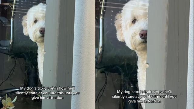 video:-dog’s-‘toxic-trait’-leaves-instagram-amused-–-aol.com