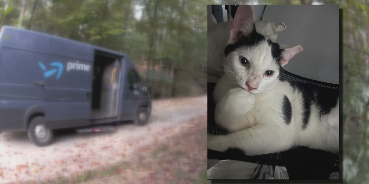 ‘we-just-want-answers’:-owners-of-missing-cat-believe-he-jumped-into-amazon-delivery-van