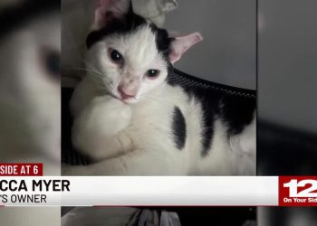 owners-of-missing-cat-believe-he-jumped-into-amazon-delivery-van-–-wabi