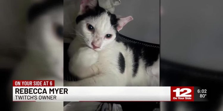 owners-of-missing-cat-believe-he-jumped-into-amazon-delivery-van-–-wabi