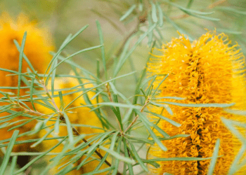 griffith’s-ambitious-vision-captured-in-the-2024-sustainability-report