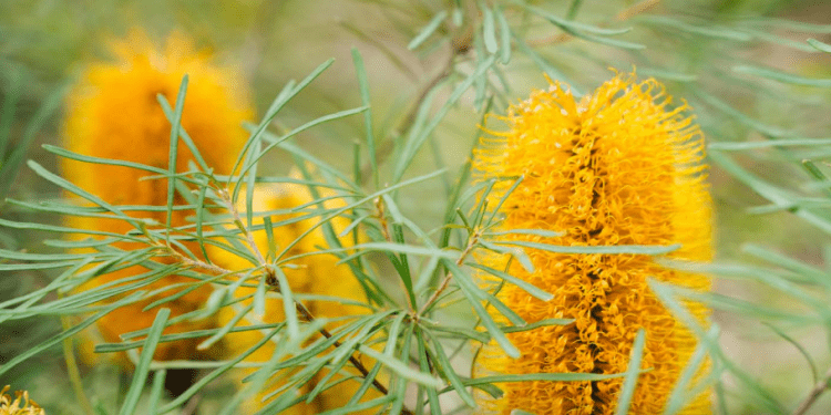 griffith’s-ambitious-vision-captured-in-the-2024-sustainability-report