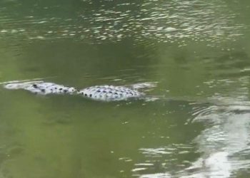 gator-poaching-ring-busted-in-central-florida-after-photos-shared-to-snapchat-|-news