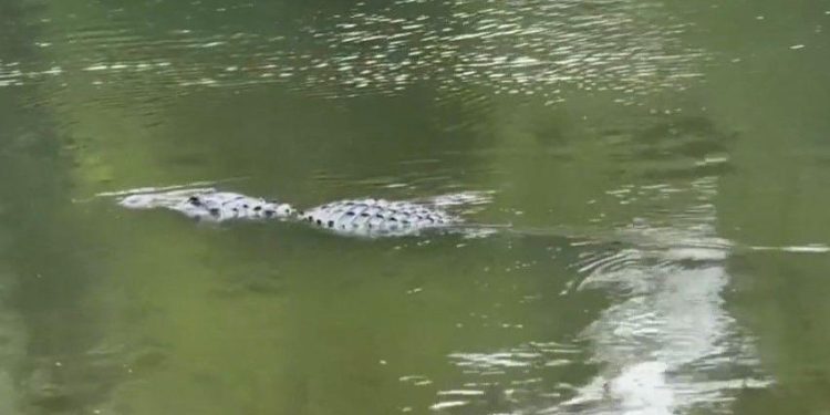 gator-poaching-ring-busted-in-central-florida-after-photos-shared-to-snapchat-|-news