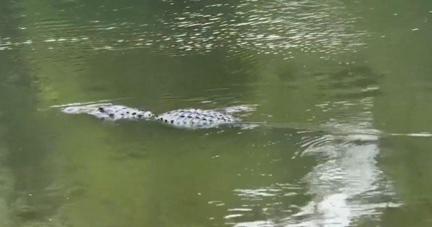 gator-poaching-ring-busted-in-central-florida-after-photos-shared-to-snapchat-|-news