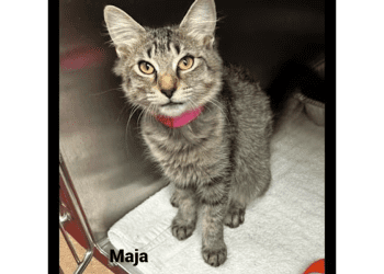“my-name-is-maja.-are-you-here-to-adopt-me?”-–-cobb-courier