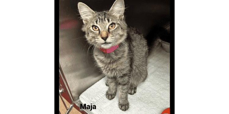 “my-name-is-maja.-are-you-here-to-adopt-me?”-–-cobb-courier