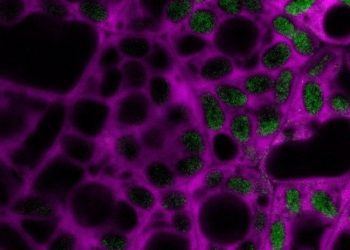 plant-power:-electrical-forces-bring-ancient-plant-proteins-back-to-life