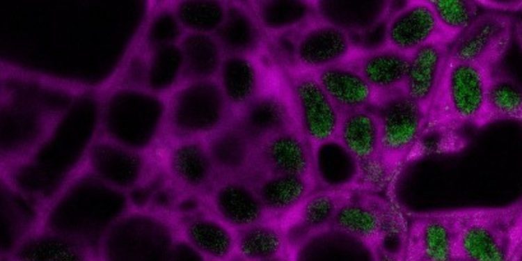 plant-power:-electrical-forces-bring-ancient-plant-proteins-back-to-life