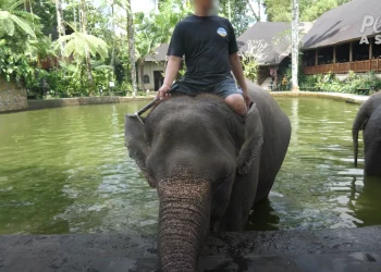 the-dark-reality-of-‘ethical’-elephant-experiences-in-bali-on-vimeo