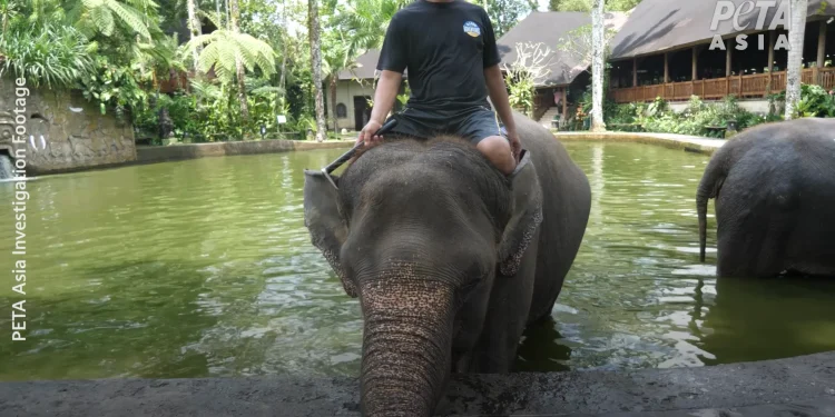 the-dark-reality-of-‘ethical’-elephant-experiences-in-bali-on-vimeo