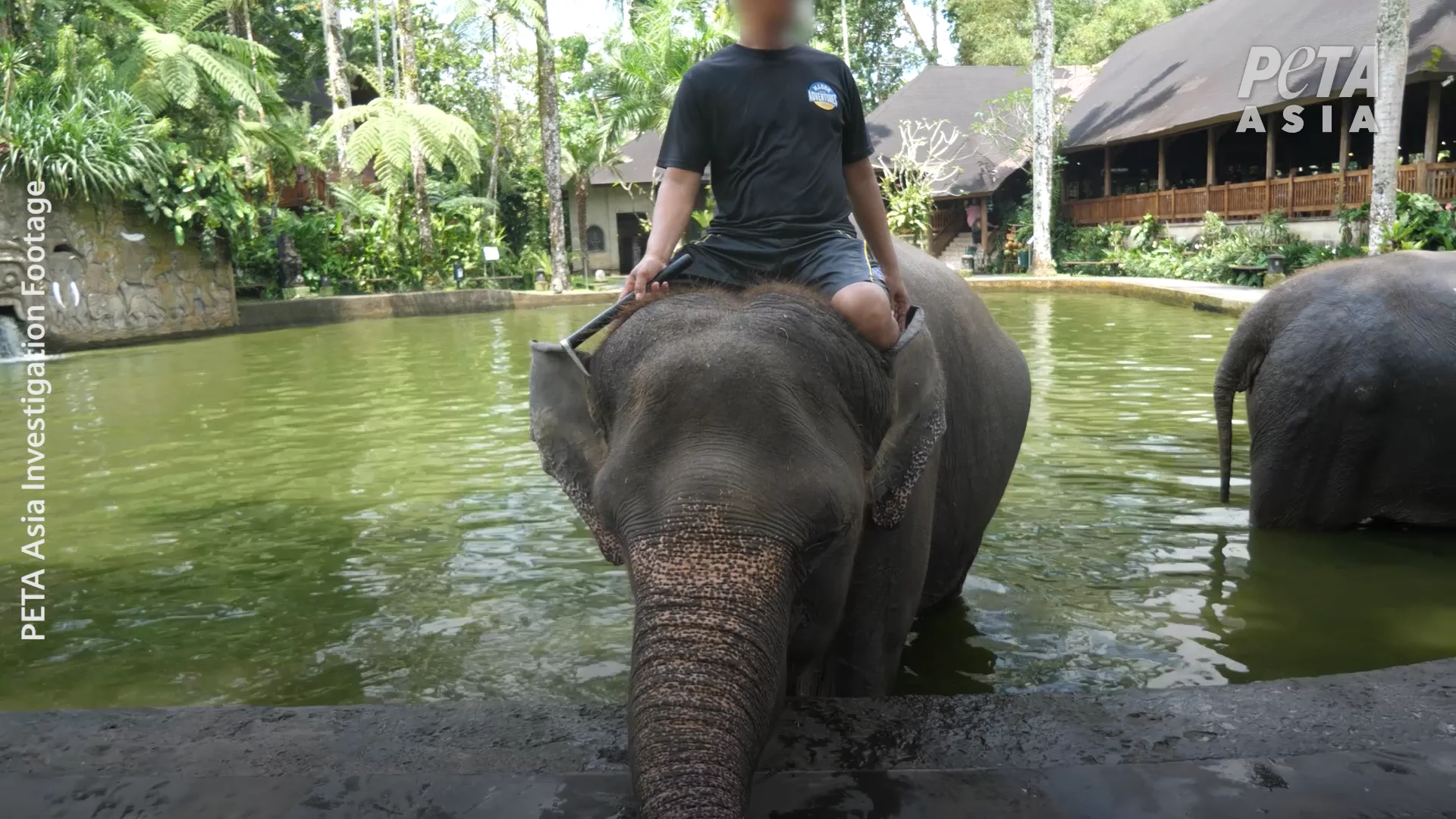 the-dark-reality-of-‘ethical’-elephant-experiences-in-bali-on-vimeo