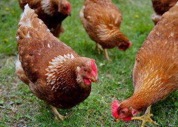 tumblr-users-tell-vegans-that-there’s-an-ethical-way-to-eat-eggs-and-honey